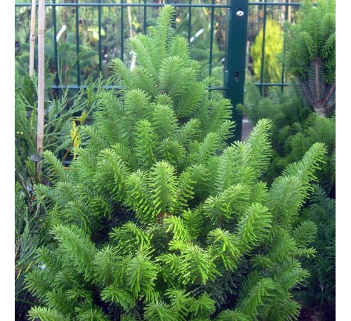 Пихта белая Пирамидалис (Abies alba "Pyramidalis") С 5